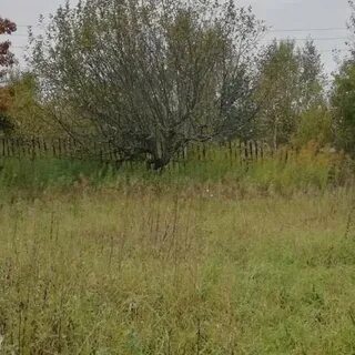 Снт шелухово нижегородская область