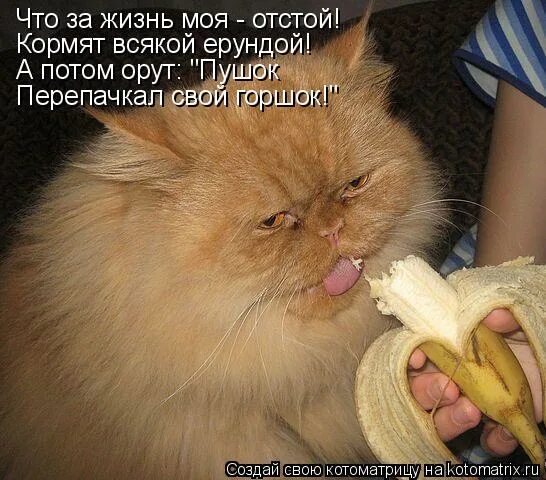 Постить мемы. Фигня лезет в голову всякая. Белиберда рисунок. Маяковский в фате. Винни блоггер.