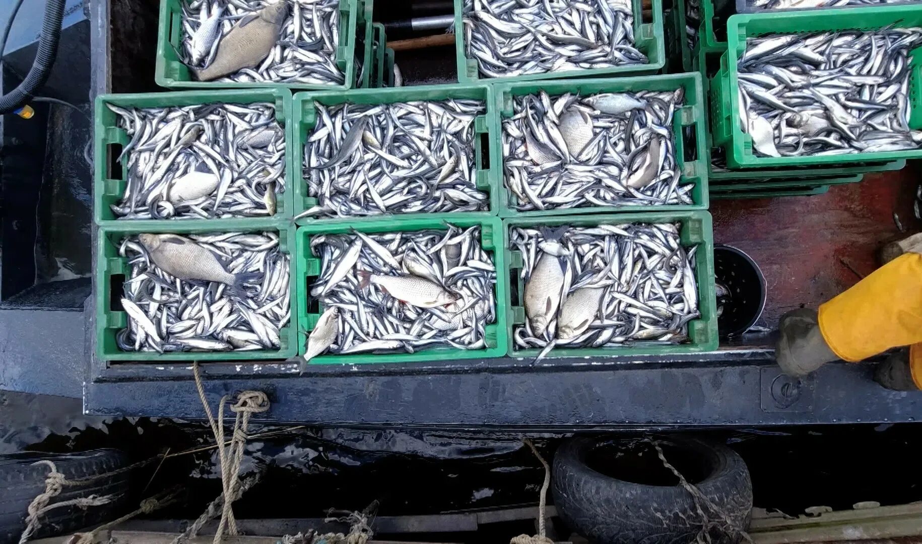 Корюшка приморская. Корюшки в неве санкт-петербурге. Виды кильки. Корюшка. Фестиваль корюшки в петропавловской крепости.