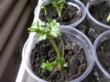 Ранункулюс посадка и уход в открытом грунте