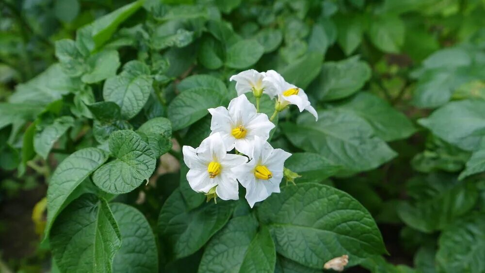 Month horse flower potato book. Month horse flower potato book. Month horse flower potato book. Month horse flower potato book. Цветок картофеля.