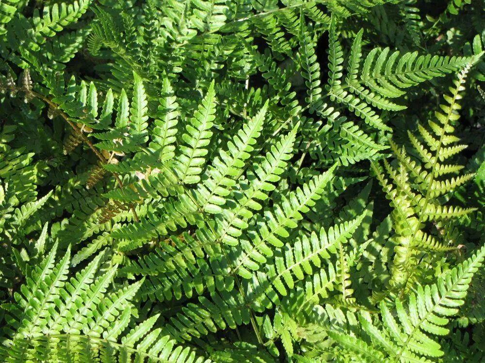папоротник щитовник. папоротник щитовник.