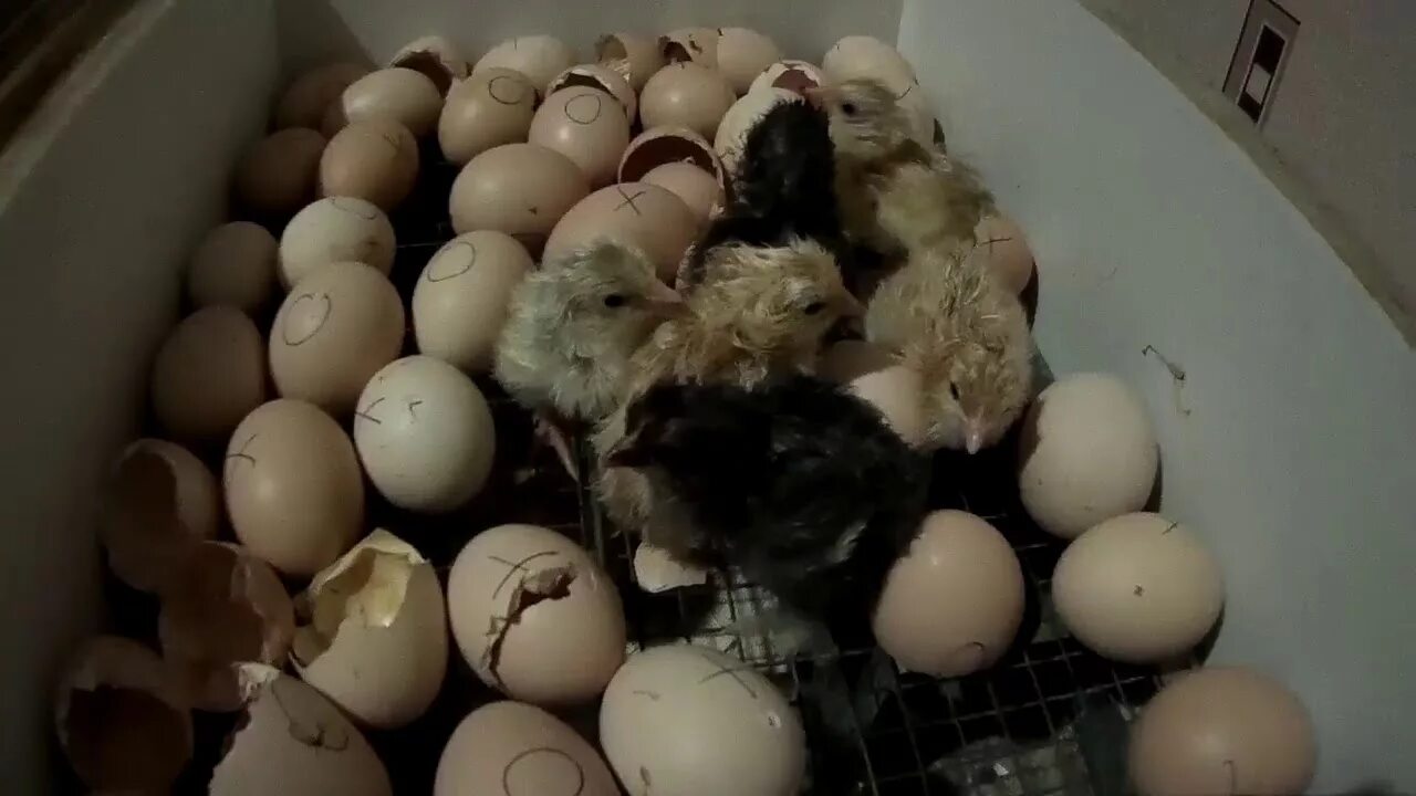 Сколько держать цыпленка в инкубаторе после вылупления