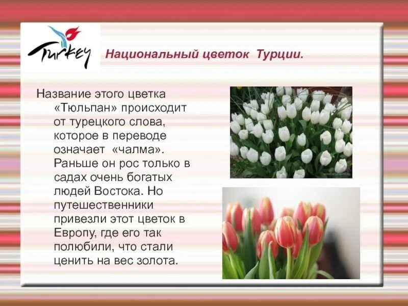 Что значат розовые тюльпаны. Тюльпан национальный цветок. Растения символы разных стран. Цветы символы стран. Цветок символ.