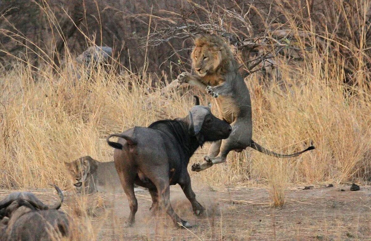 Охота Львов в дикой природе на буйволов. Атака Львов на буйволов. Африканский буйвол атакует. Лев атакует