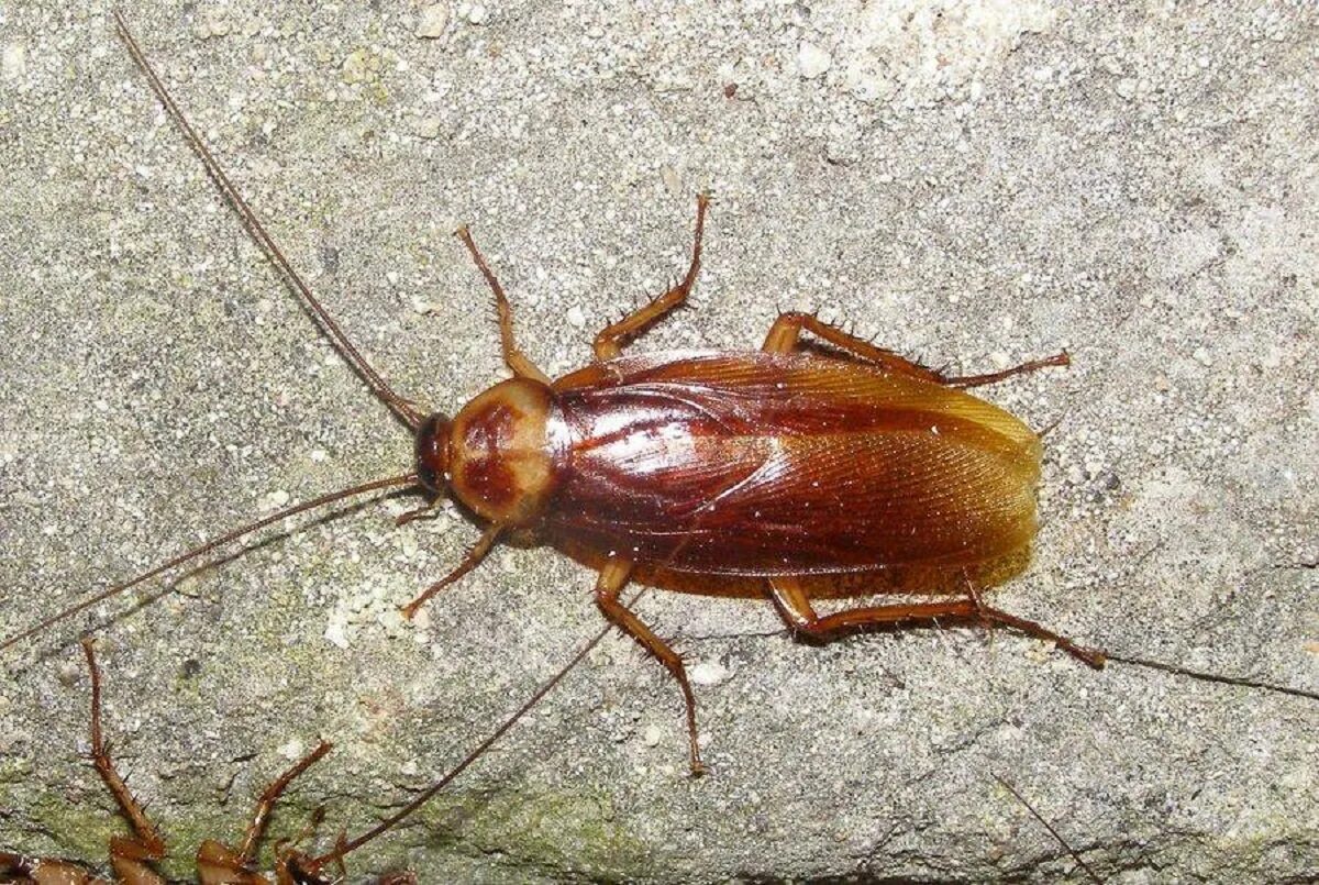 Таракан фото. Жук Прусак. Нимфа Прусак таракан Прусак. Megaloblatta longipennis. Таракановые рыжий таракан.