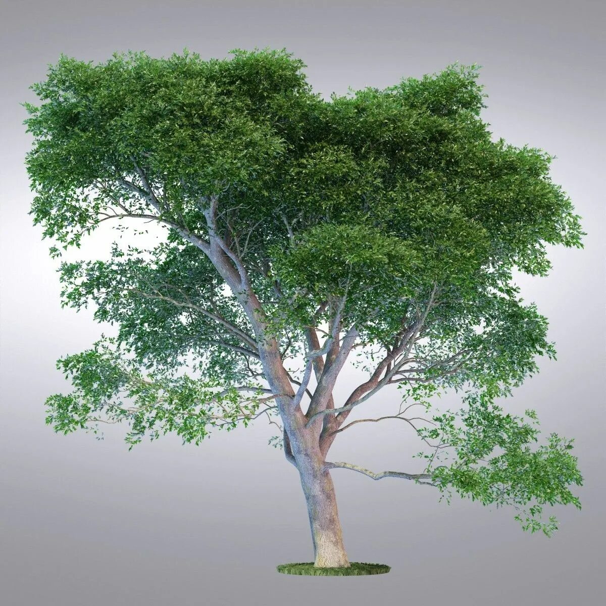 Max tree. Деревья в 3ds max. 3дс макс дерево. 3ds max tree model. 3ds max 2d деревья.