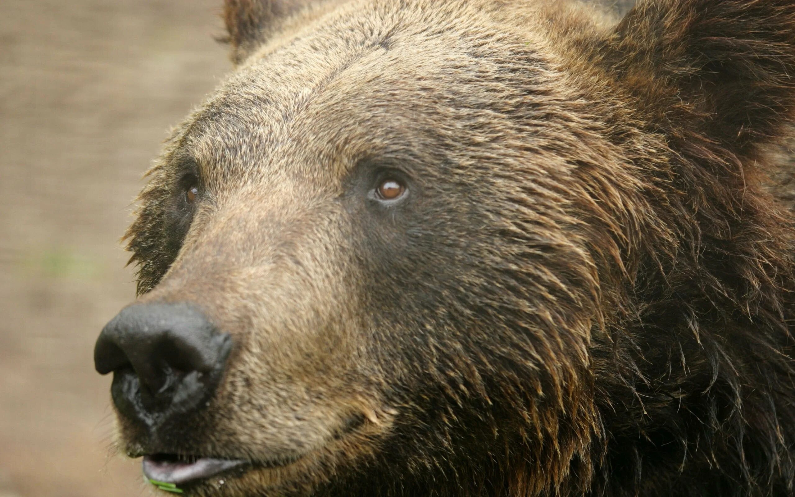 Медведь Гризли. Глаза медведя. Морда медведя. Лицо медведя. Bear s eye