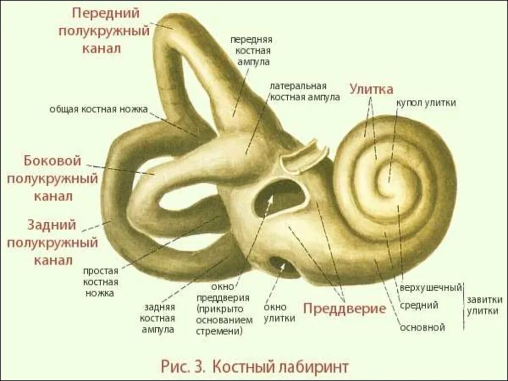 Полукружные каналы анатомия внутреннее ухо. Костный Лабиринт внутреннего уха. Костный Лабиринт внутреннего уха преддверие. Костный Лабиринт полукружные каналы ножки. Внутреннее ухо расположено в полости