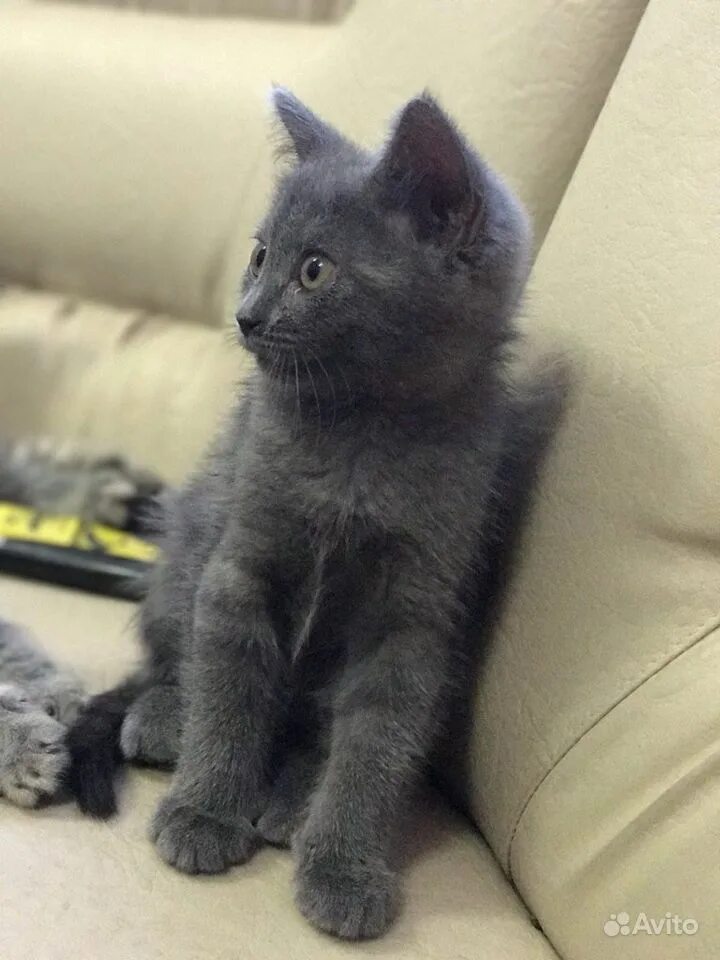 Котята дымчатого цвета. Дымчатый котенок. серый дымчатый котенок. кот дымчатого цвета. котята дымчатого окраса.