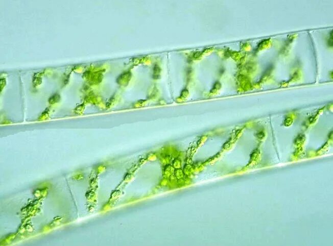 спирогира среда