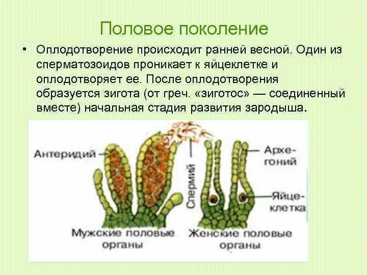 Половое поколение представлено. Половое поколение. Кукушкин лен оплодотворение. Что такое половое поколение в биологии. После оплодотворения у кукушкиного льна развиваются.