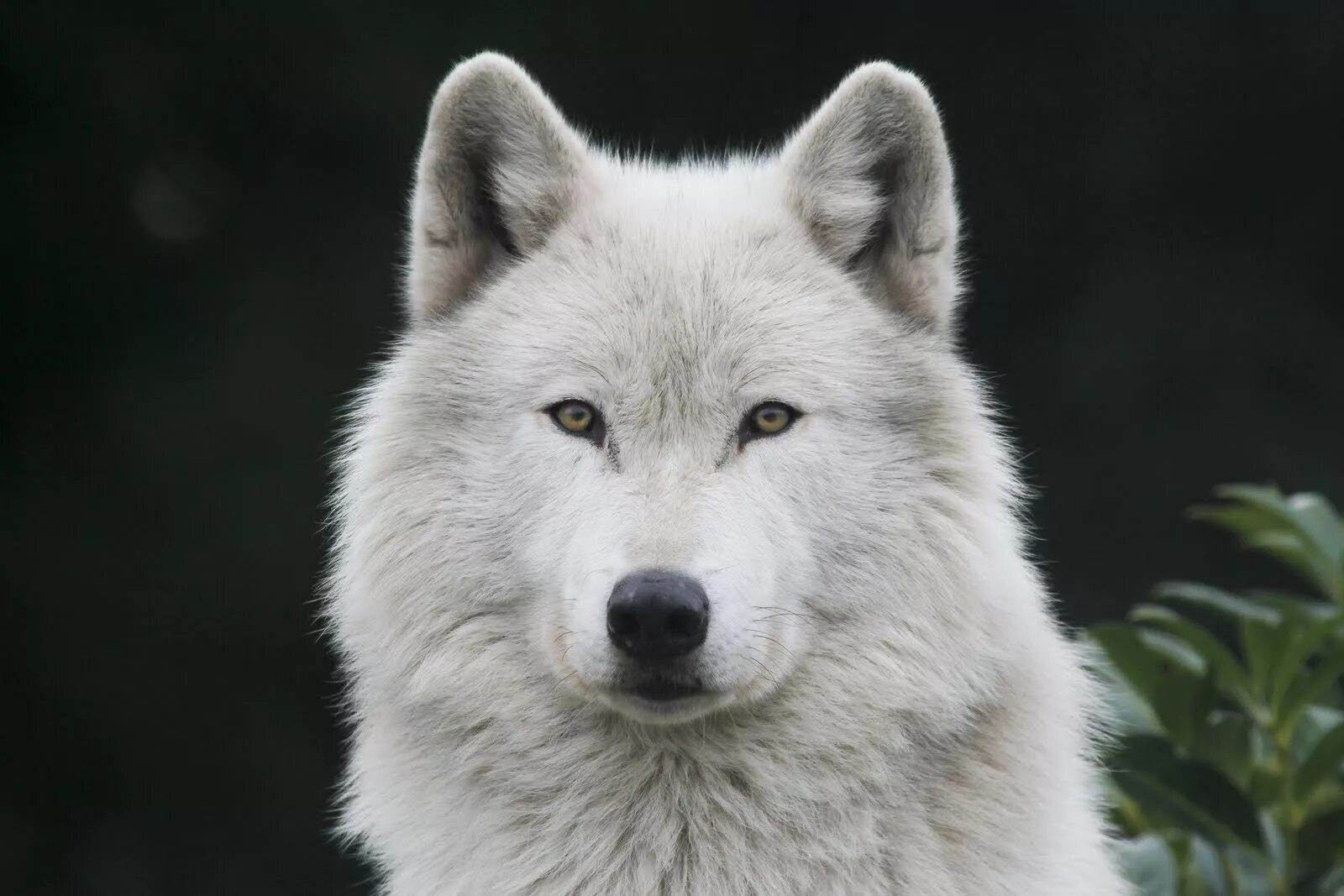 белый полярный волк. вайт вульф. белый волк акелла. вайт вулф. вайт вулф.