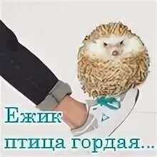 Птица еж. Ёжик птица гордая пока не пнешь не полетит. ёж птица гордая. гордый ежик. ёж птица гордая пока не пнёшь не полетит картинки.