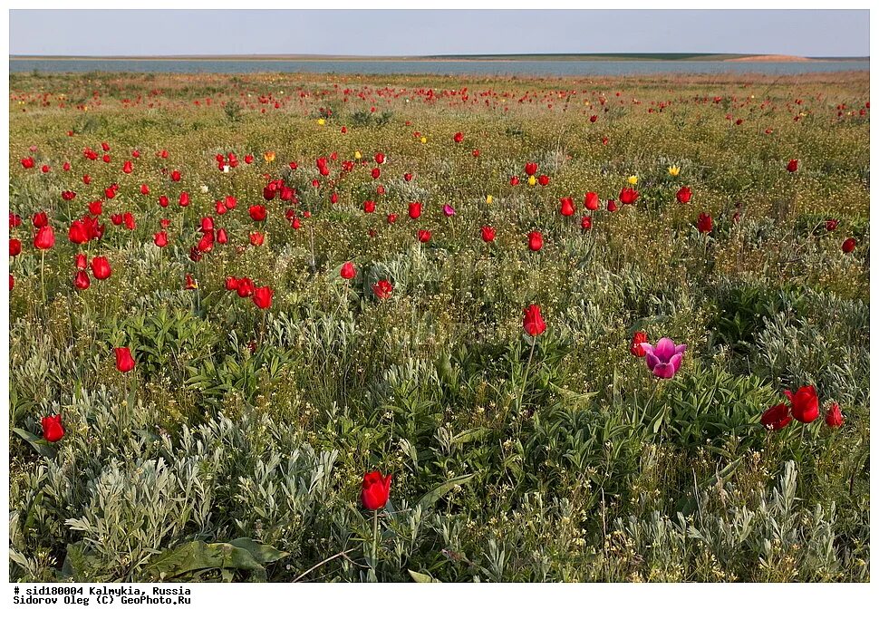 Растения в степи калмыкии. Заповедник черные земли василек талиева. Маныч-гудило тюльпаны. Флора заповедника черные земли. Черные земли какие растения.