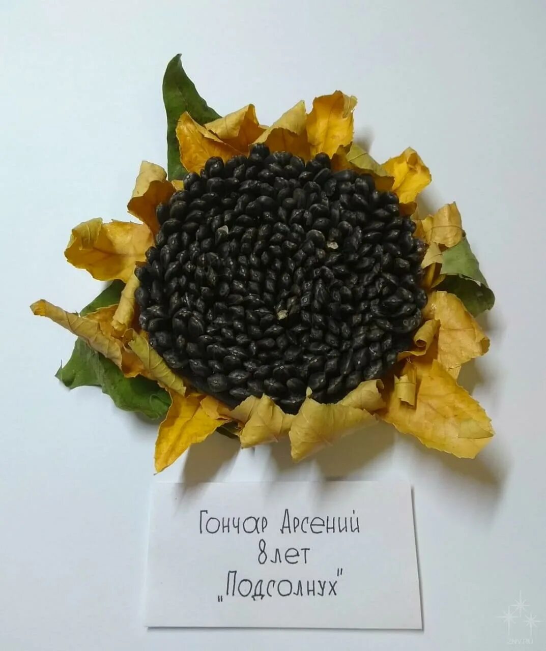 Поделка подсолнух. Подсолнух из тыквенных семечек. Топиарий подсолнух. Сделать подсолнух из семечек. Сделать подсолнух из семечек.