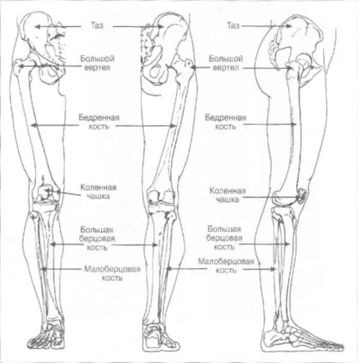 Строение ноги человека кости. Строение нижних конечностей анатомия. Кости нижних конечностей анатомия строение. Скелет ноги человека вид сбоку. Место ниже бедра