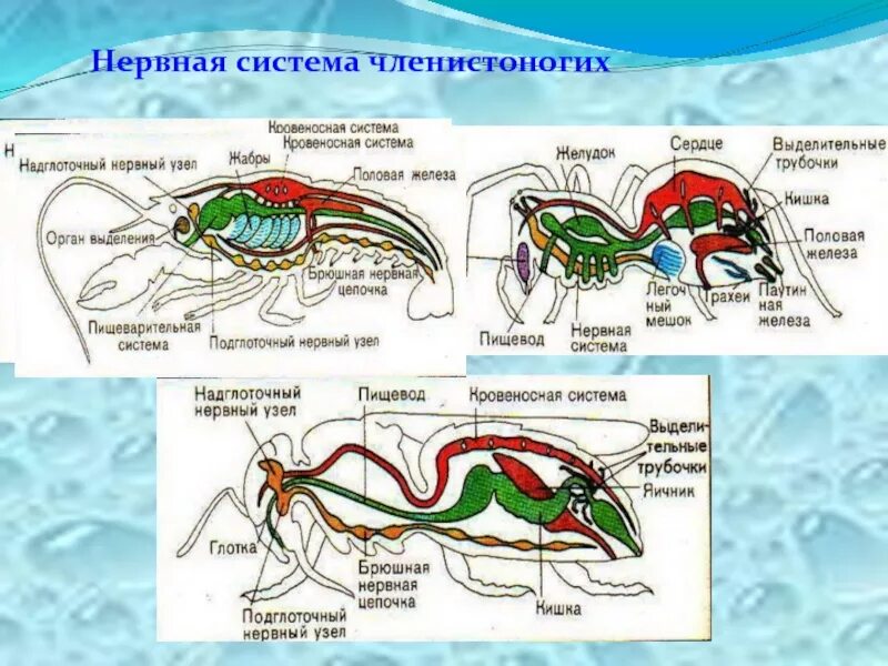 Пищ система членистоногих. Пищеварительная система членистоногих схема. Пищеварит система членистоногих. Пищеварительная система ракообразных схема. Пищеварительная система членистоногих ракообразных.