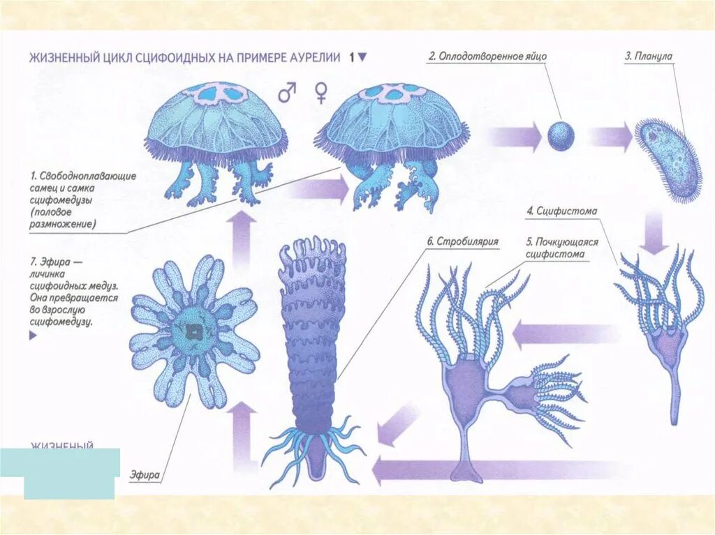 Стадии развития сцифоидных медуз. Жизненный цикл кишечнополостных медуза. Жизненный цикл сцифоидных медуз схема. Цикл развития сцифоидной медузы.