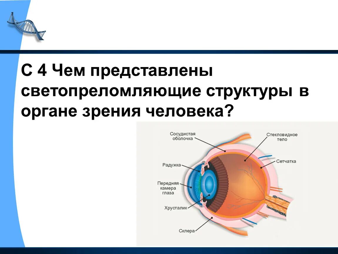 Чем представлены светопреломляющие структуры в органе зрения