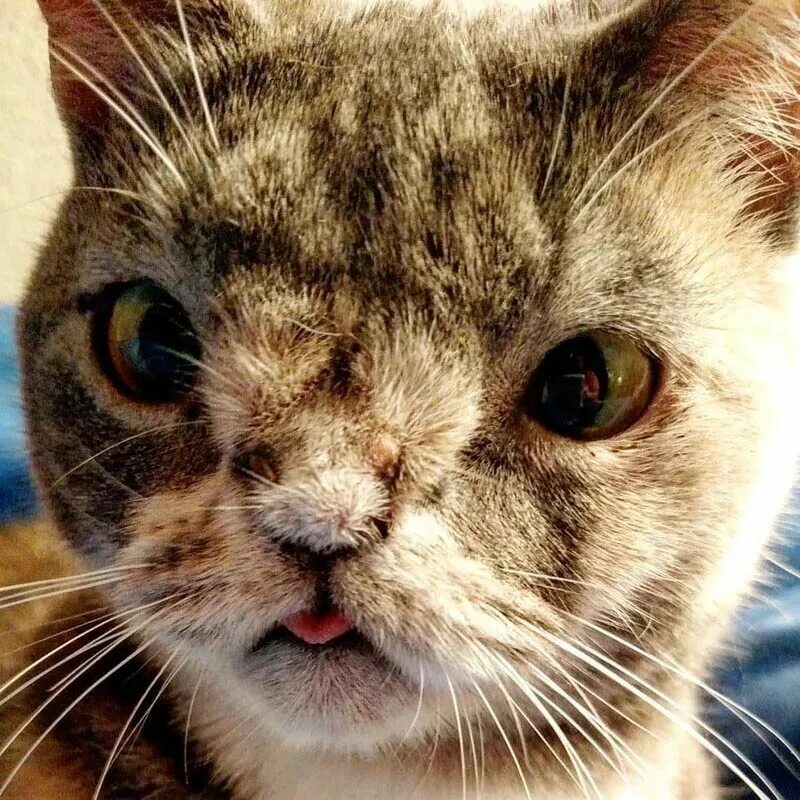 Со коте. Кот плачет. плачущий котенок. кошечка плачет. грустный котенок.