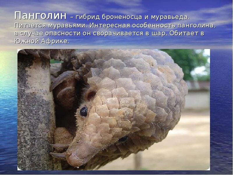 Самое необычное сообщение. Информация о необычных животных. доклад о необычных животных. необычные животные мира презентация. доклад на тему необычное животное.