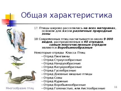 Класс птицы общая характеристика