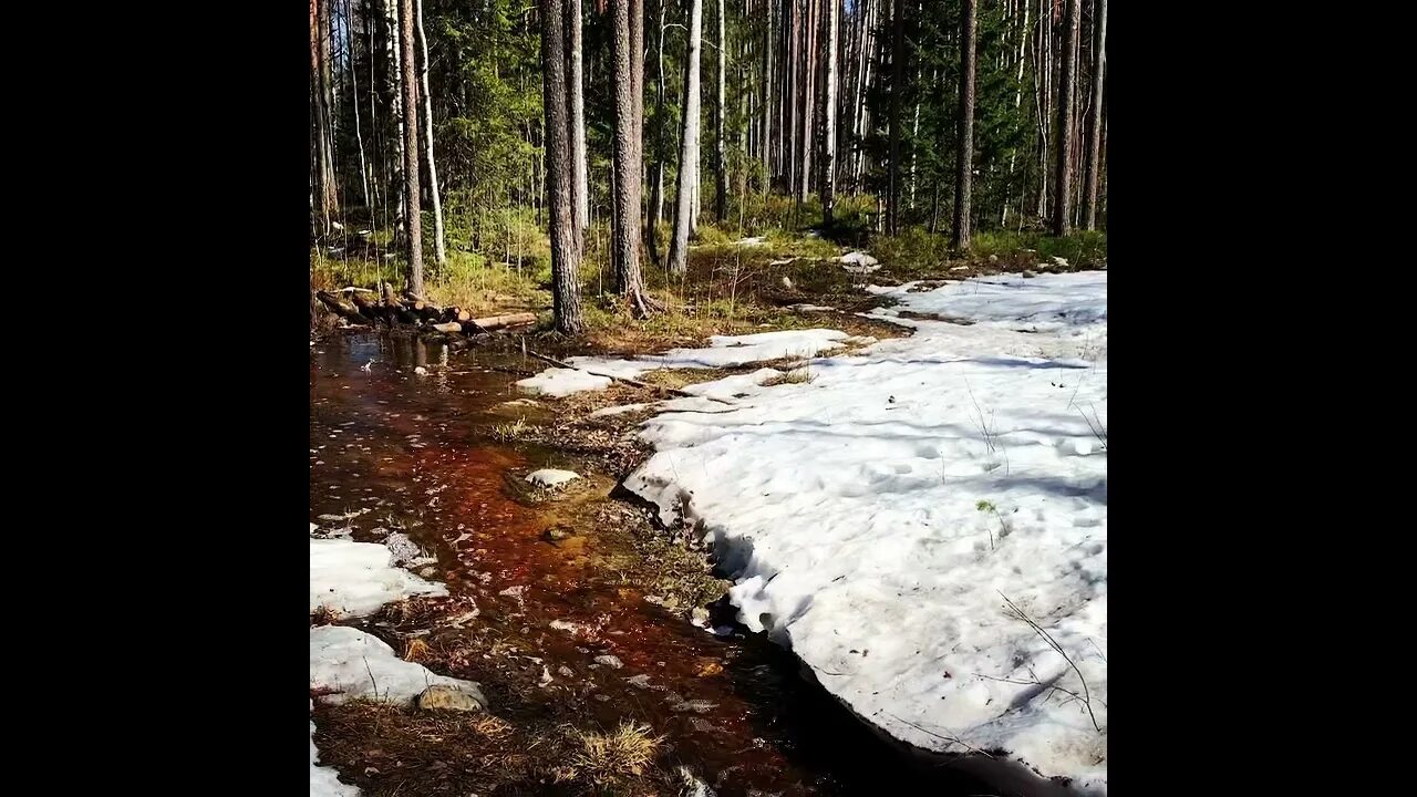 Лесные ручьи Карелии. Карелия Ручеек 3. Карелия лес ручей. Карельский ручей. Spring is russia