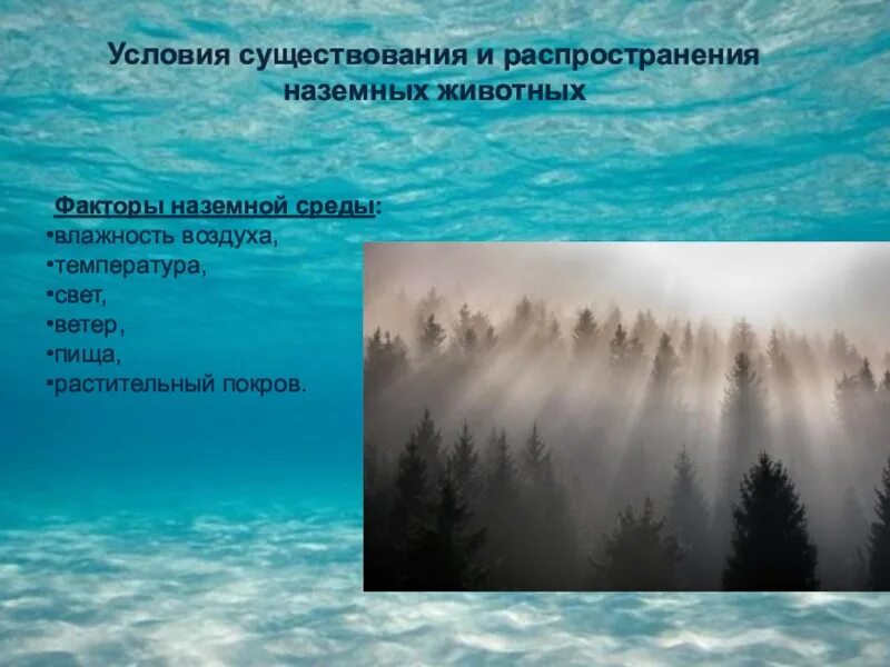 Факторы наземно воздушной среды обитания. Условия существования животных. Условия существования животных воздух. Условия существования животных температура.