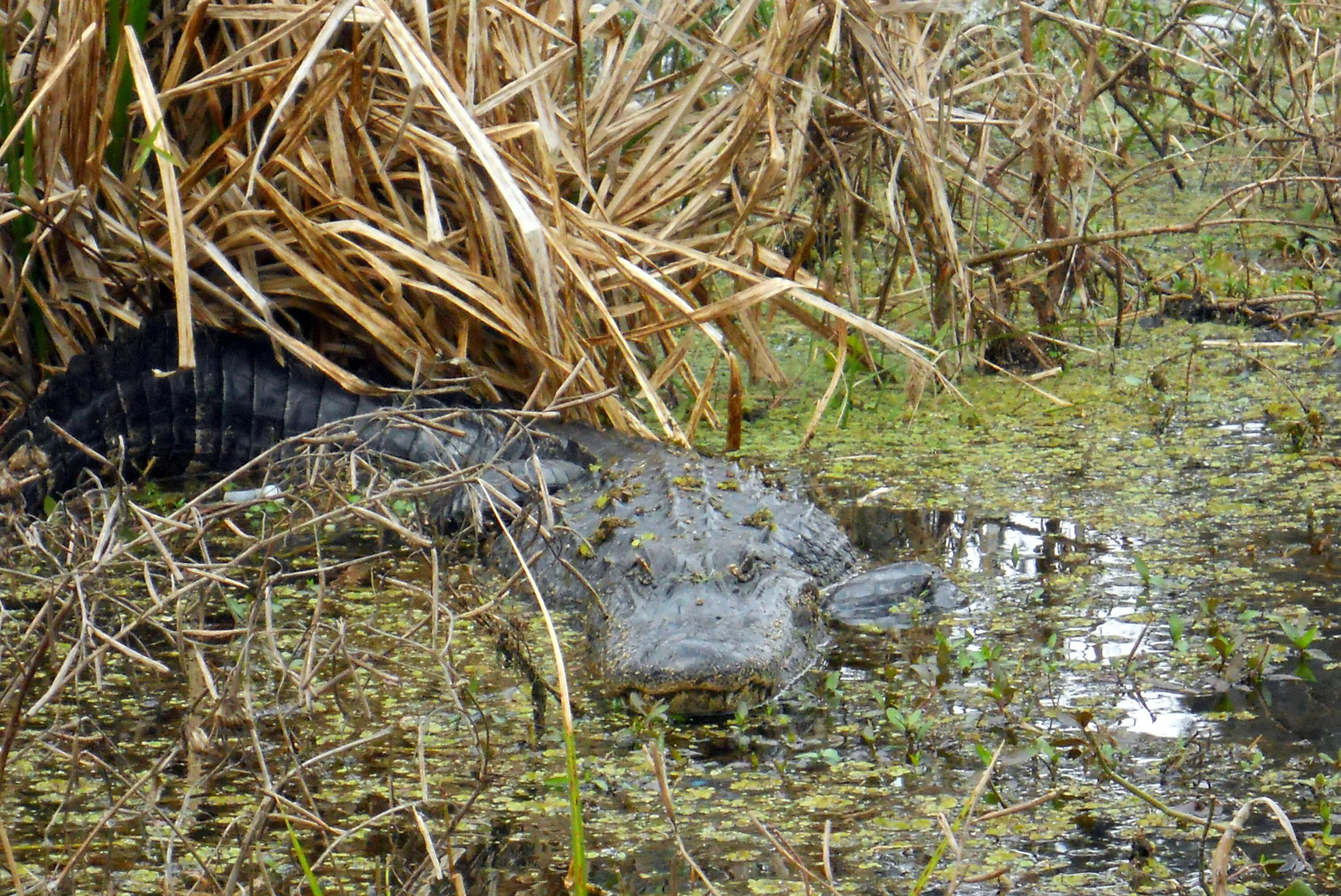 Тритон болотный. Красивое болото. Болотная жила. Дарвинский заповедник торфяные острова. Живописные болота.