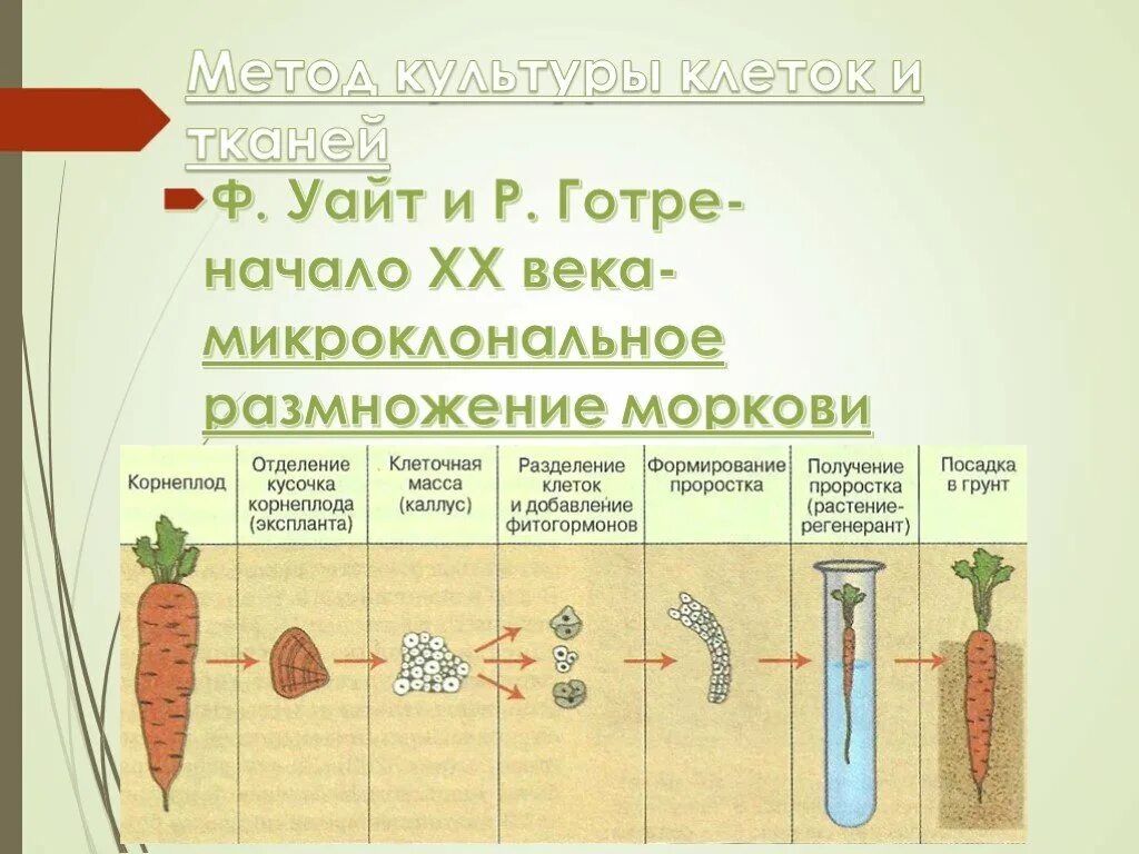 Обработка клеточной массы гормонами высаживание изолированных. Метод культуры тканей микроклональное размножение. Метод культурных клеток и тканей. Метод культуры тканей растений. Методы клеточных культур.