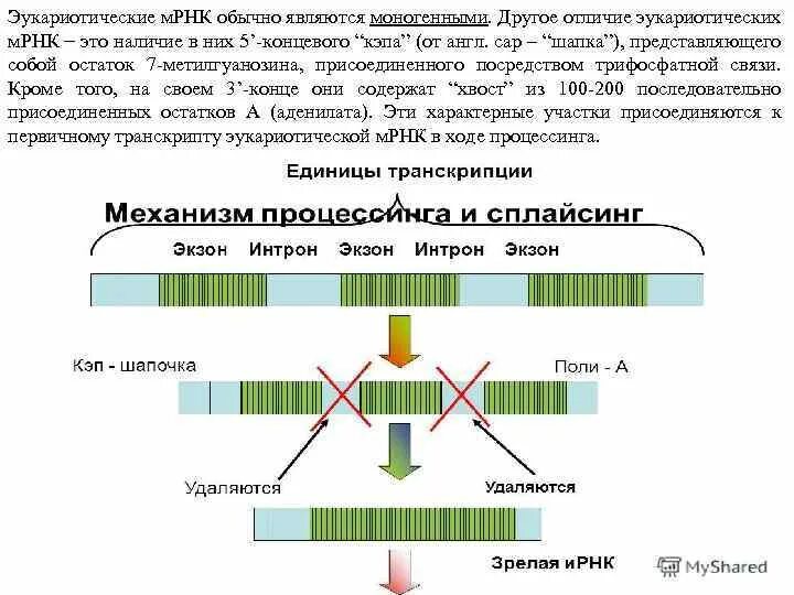 Строение МРНК эукариот. Структура МРНК эукариот. Структура Гена и МРНК. Структура матричной РНК эукариот.