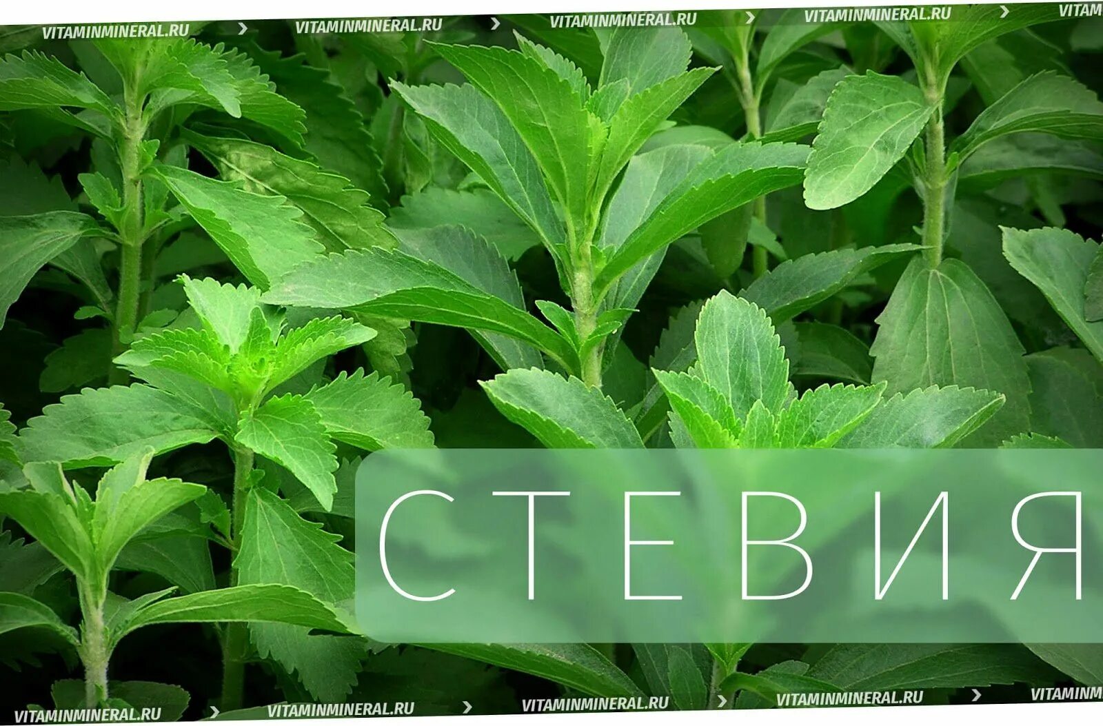 Стевии сайт