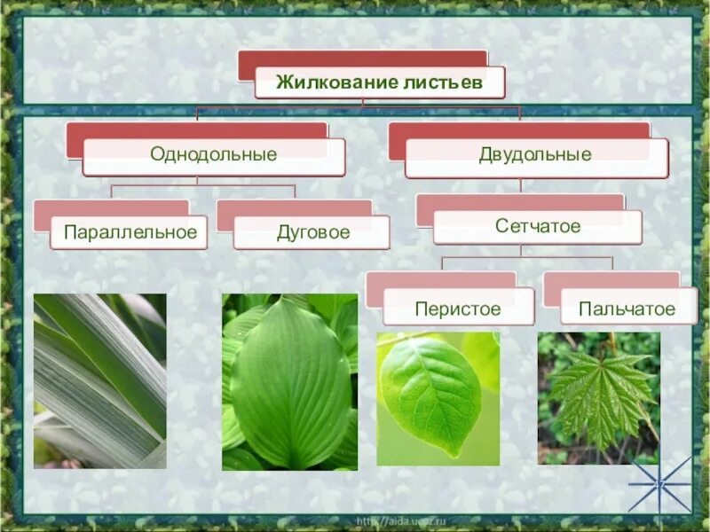 Сетчатое жилкование характерно для двудольных. Жилкование листьев у двудольных. Жилкование листьев у двудольных растений. Жилкование листьев у однодольных растений. Жилкование листьев у однодольных.