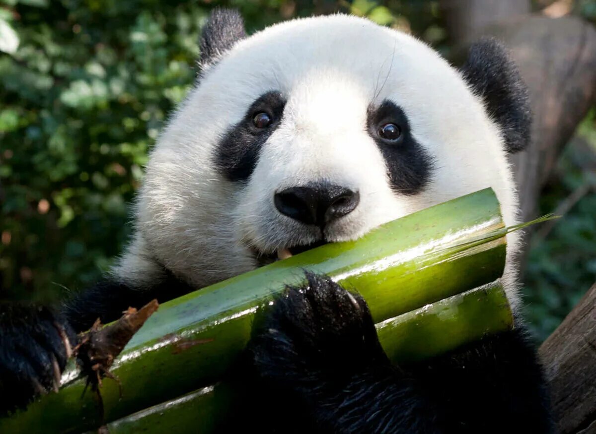 Pandafood - Best photos on rajafurn.in