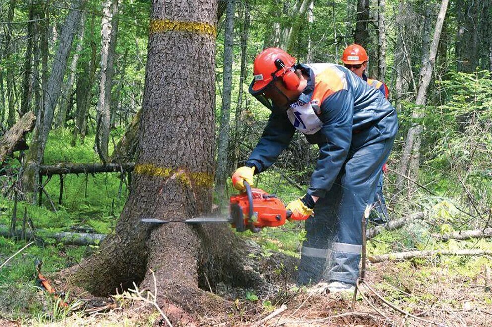 Лесорубы работают. Лесоруб пилит дерево. Лесорубы работают. Лесорубы спиливают деревья. Вальщик деревьев.