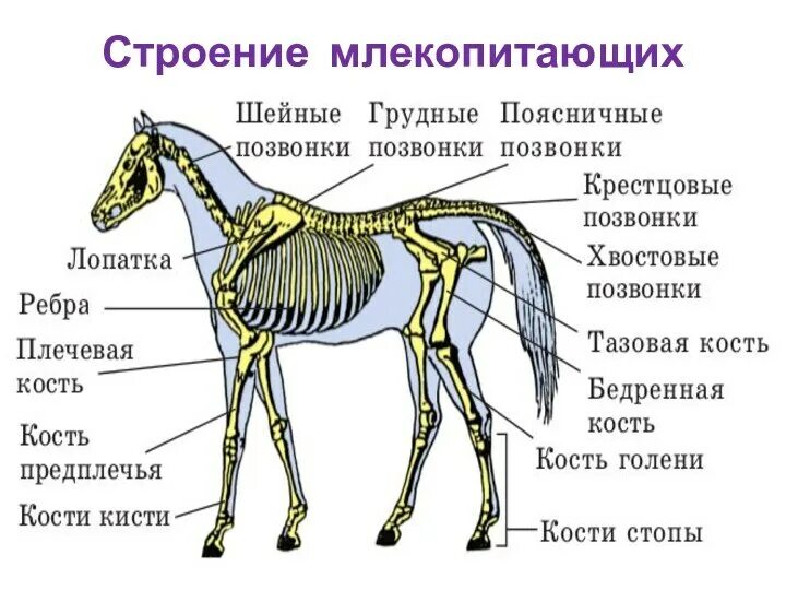 Стаббс анатомия лошади. Строение пищеварительной системы лошади. Пищеварительная система лошади анатомия. Маклок у лошади скелет. Органы опоры у лошади.
