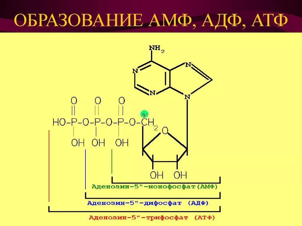 Атф na. Аденозин 5 монофосфат формула. Аденозин 5 монофосфат образование.