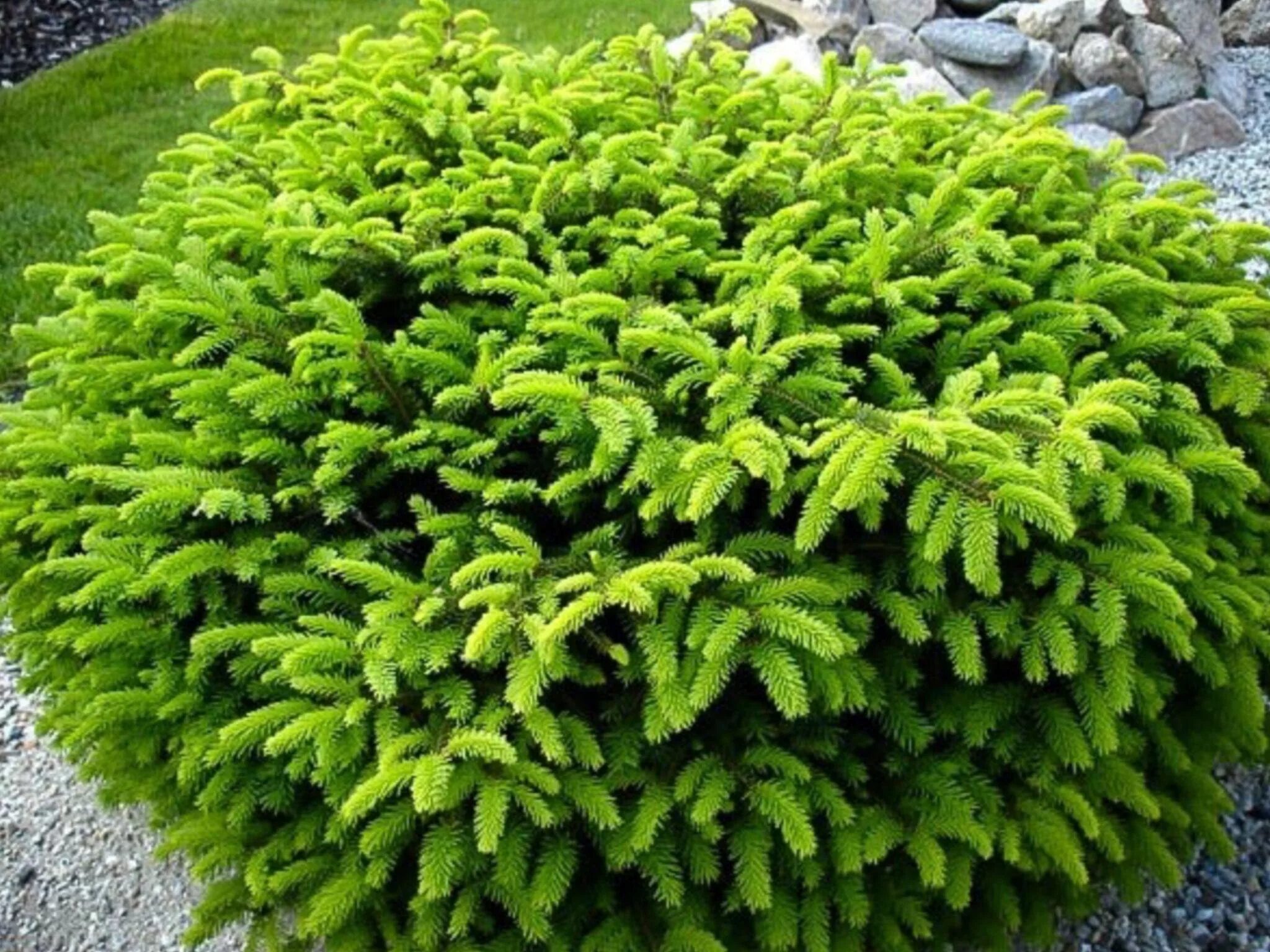 Ель обыкновенная Nidiformis. Ель обыкновенная Picea Abies Nidiformis. Picea Abies Нидиформис. Ель обыкновенная Nidiformis (Нидиформис). Карликовые хвойные