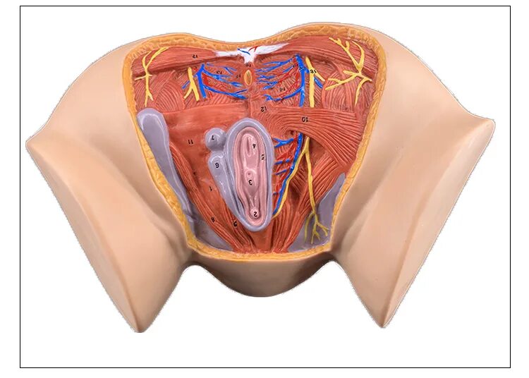 Женский половой орган. Анатомия женских органов. Анатомия женских репродуктивных органов. Наружные женские половые органы. 10 женских органов