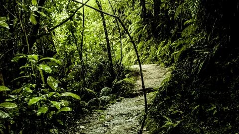 Jungle hast