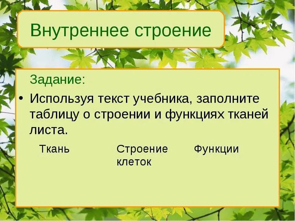 Заполните таблицу строение листа. Ткани листа таблица. таблица по биологии 6 класс внутреннее строение листа. внутреннее строение листьев таблица. внутреннее строение листа 6 класс биология таблица.