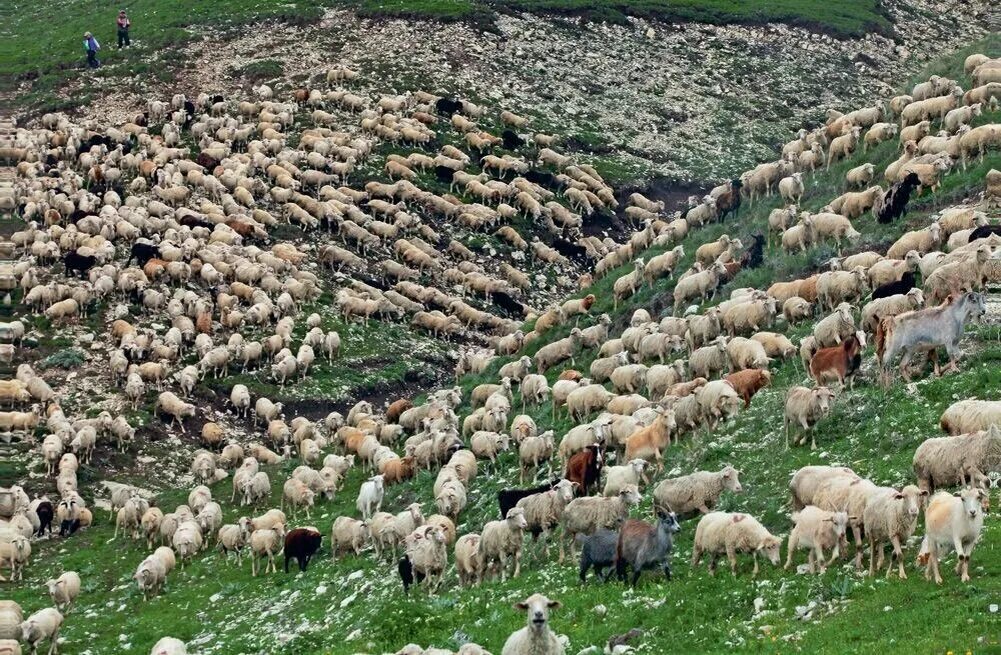 Культуры выращиваемые на северном кавказе. Земли отгонного животноводства в Дагестане. Дагестан Отар овец. Северная Осетия овцеводство. Овцеводство в горах Дагестана.