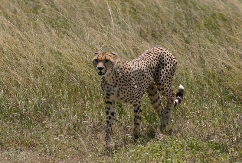 Сколько скорость гепарда. Ациноникс юбатус. Gepard (Acinonyx jubatus s., 1776). Скорость гепарда. Разные подвиды гепардов.