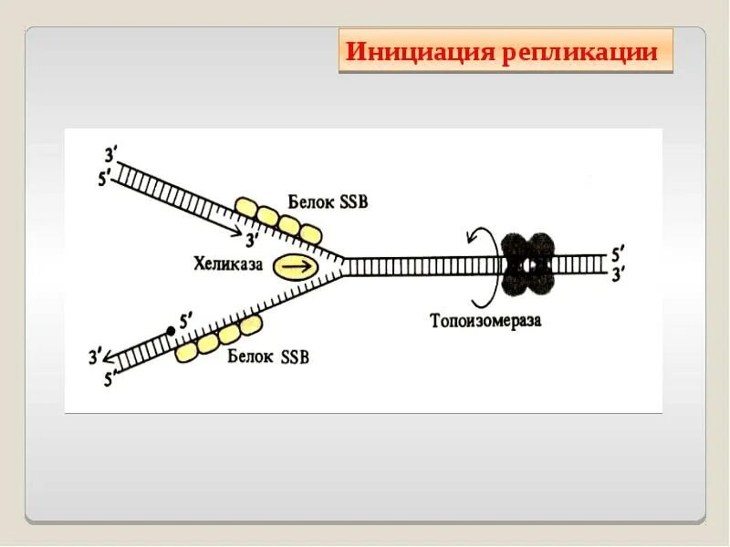 Начала репликации. Инициация репликации у эукариот. инициация репликации днк. инициация репликации днк у эукариот. схема инициации репликации.