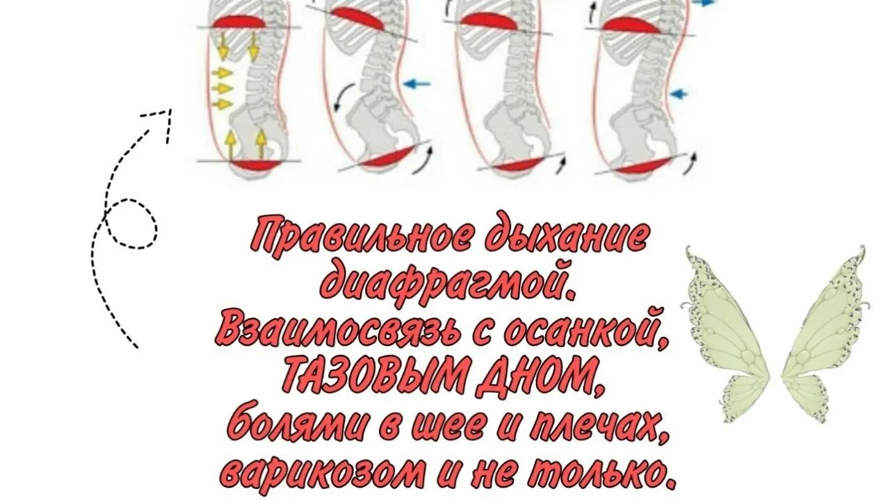 Диафрагма и тазовое дно. Тренировка диафрагмального дыхания. Диафрагма и тазовое дно связь. Дыхательная мышца диафрагма. Диафрагма и тазовое дно.