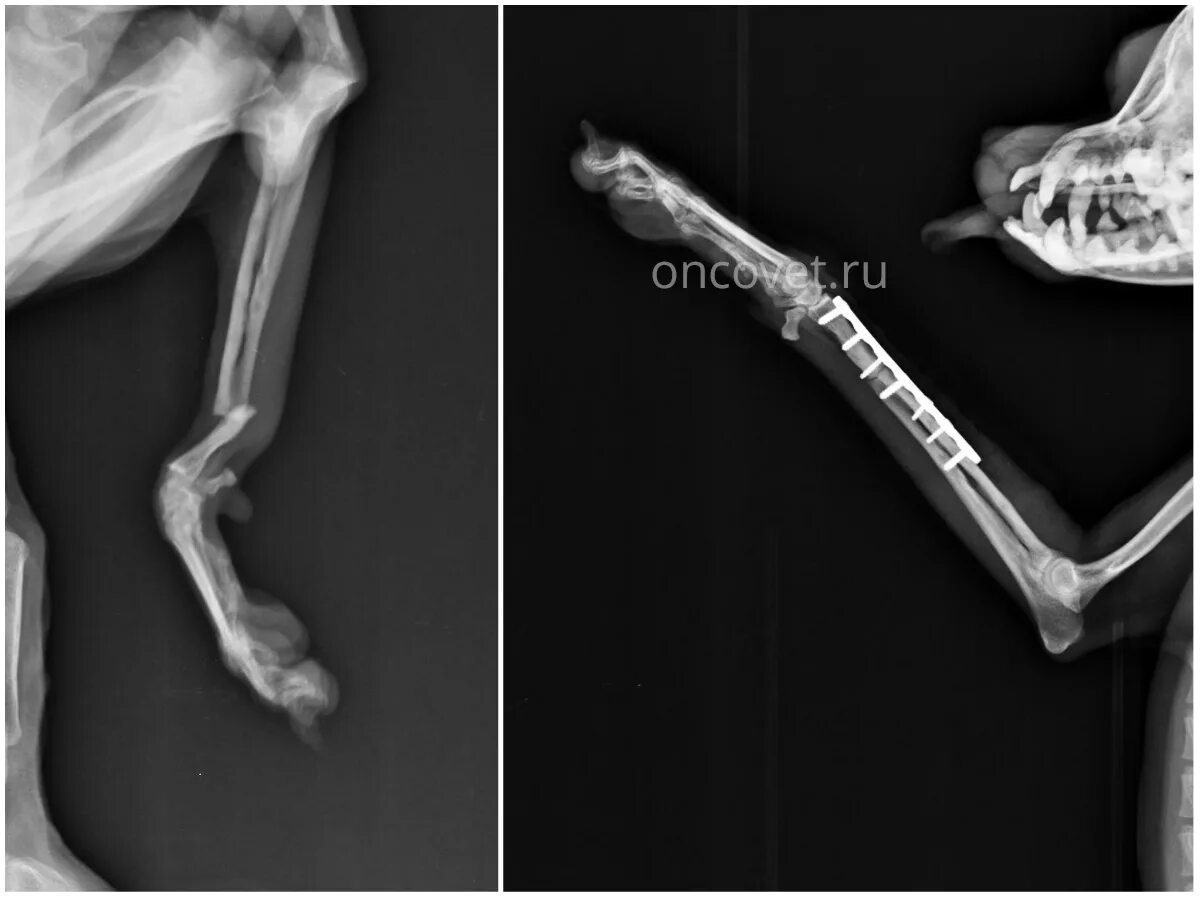 Переломы кости у животных остеосинтез. Рентген перелома кости предплечья. Репозиция остеосинтез кости собаки. Перелом костей пясти у собак. Остеосинтез плечевой кости у кота.
