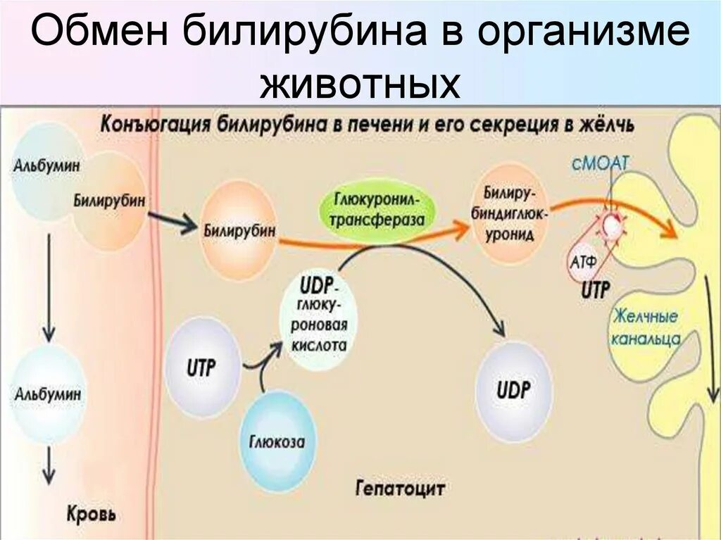 Билирубин. Схема конъюгации билирубина. Схему реакций конъюгации билирубина. Обмен билирубина схема. Обмен билирубина в организме схема.