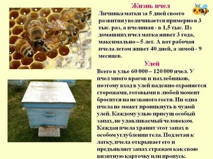 Сколько живут пчелы в ульях