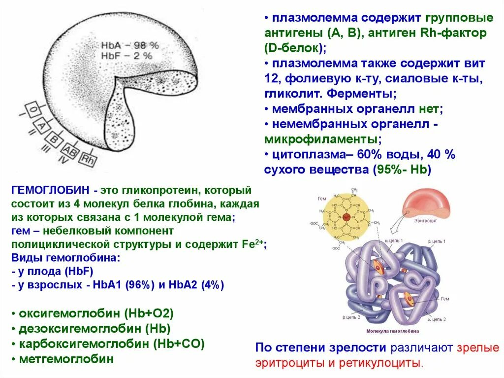 Плазмолемма эритроцита. Белки антигены. Антиген это белок. F антиген. Интактные белковые антигены.